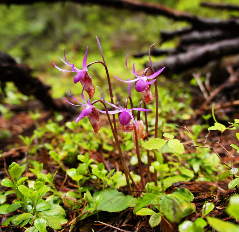 flowas powas